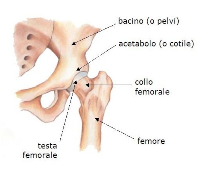 articolazione anca