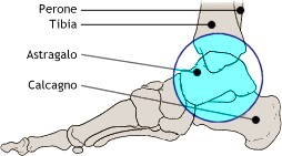 piede ossa astragalo tibia calcagno